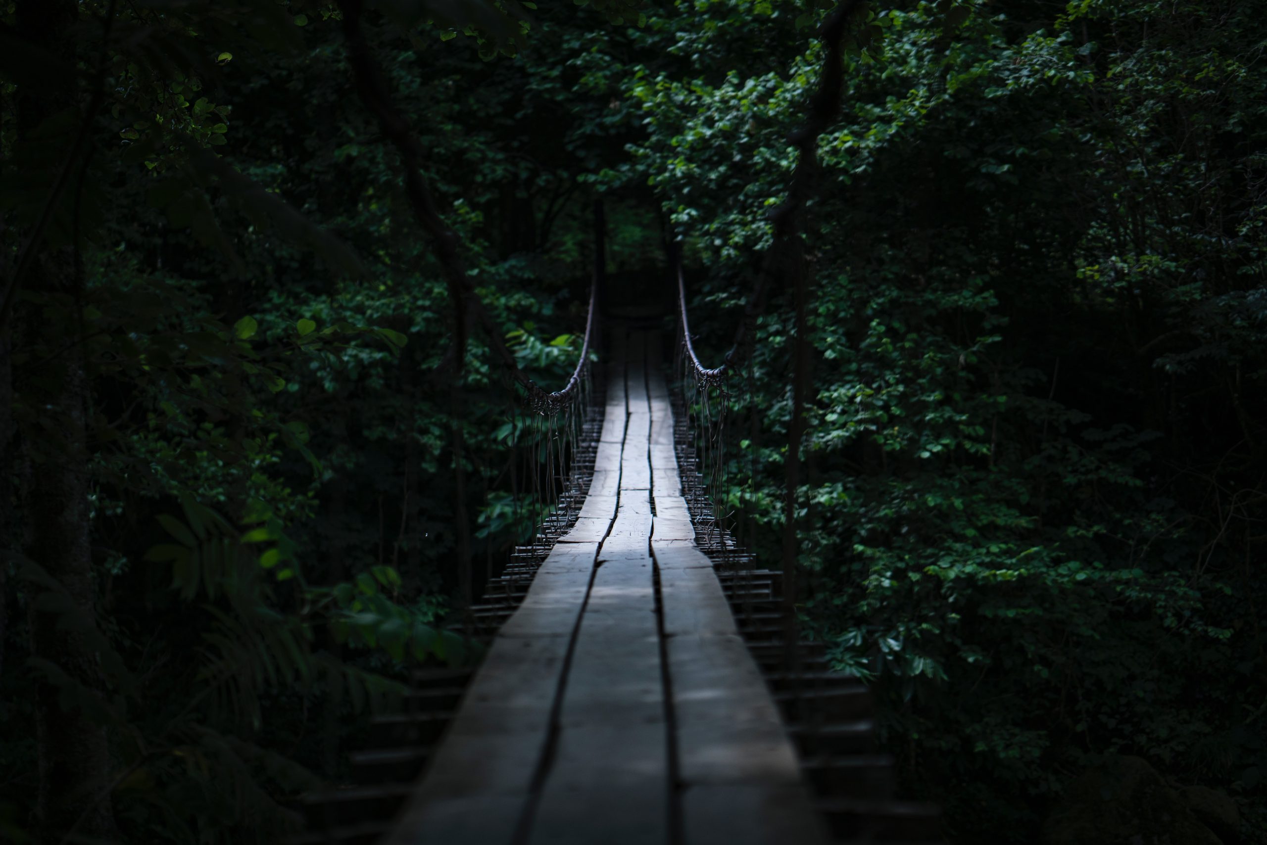 brown wooden bridge in forest